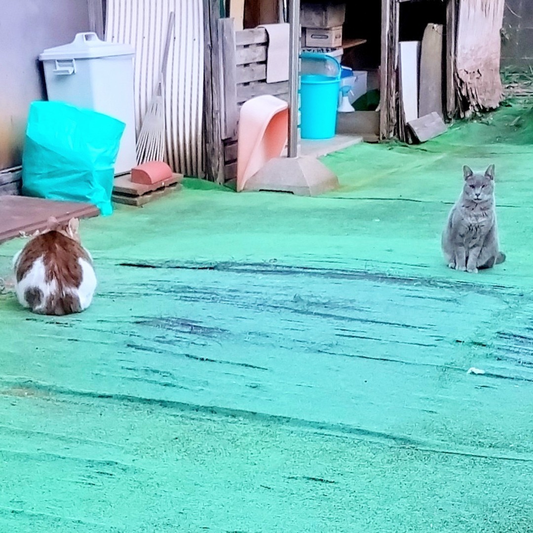 寒さに強いにゃんず: 29匹の譲渡日記-その後-